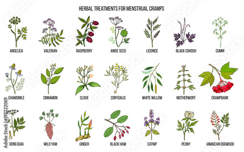 Best herbs for menstrual cramps treatment