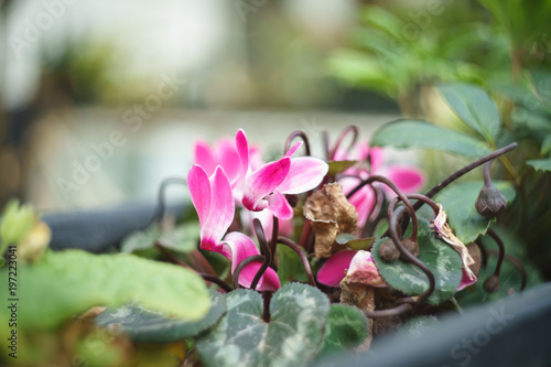 Cyclamen photo