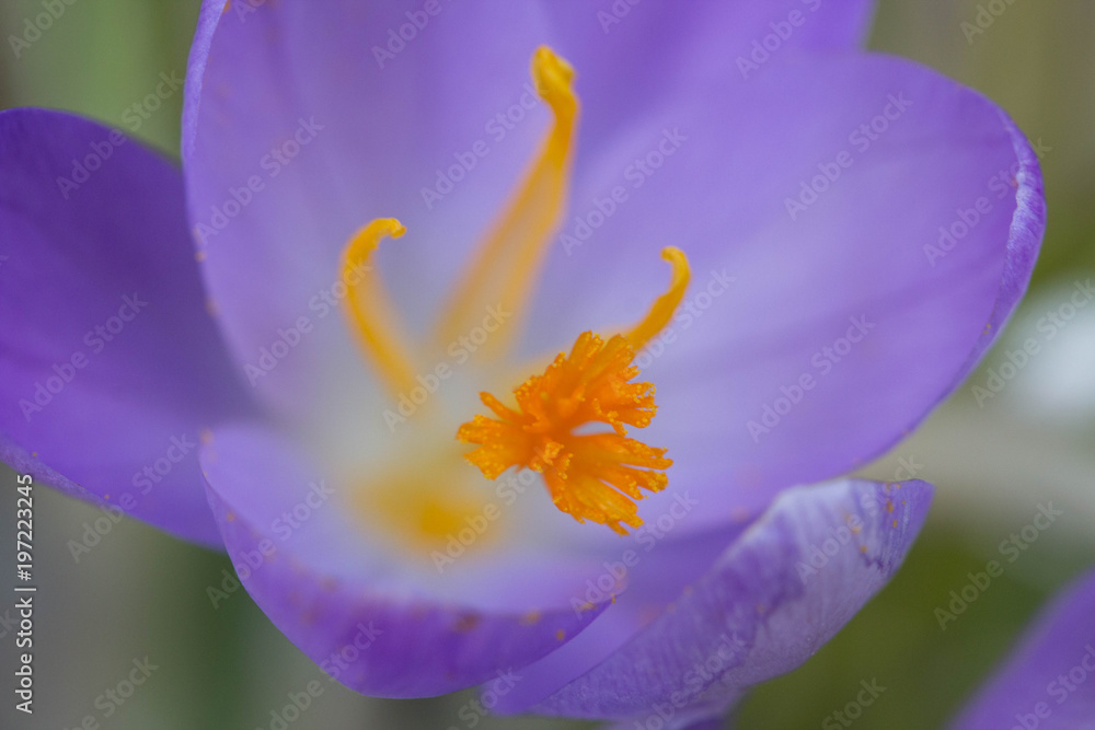 Blüte Blüte