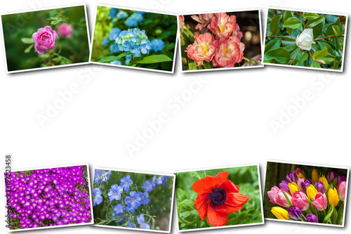 collage of different flowers on a white background