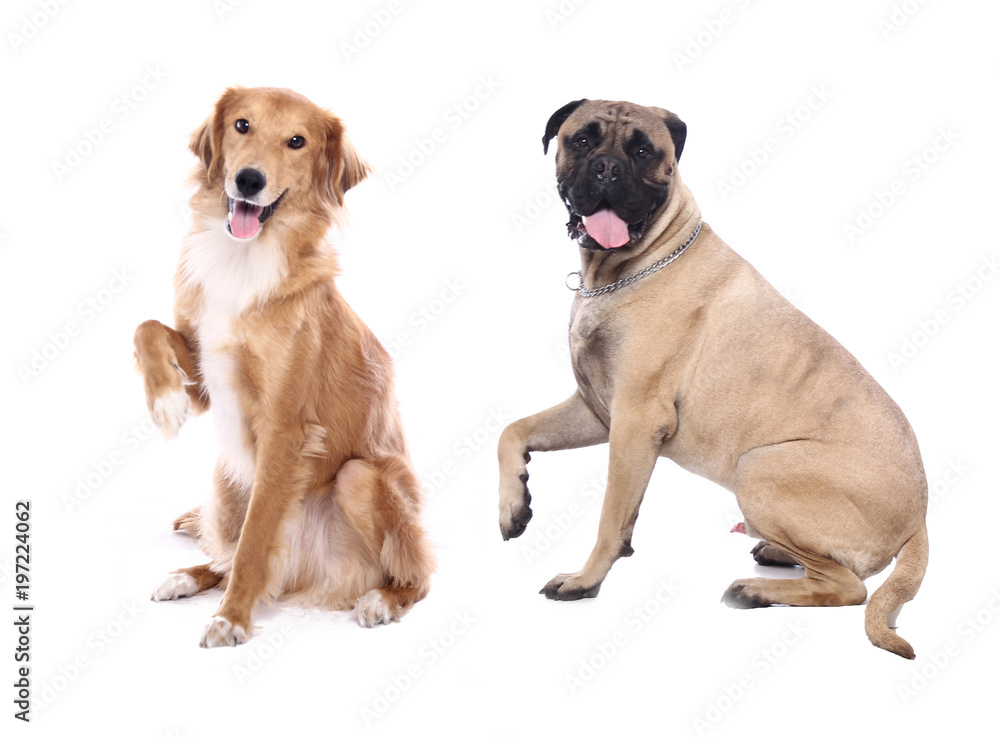Group of dogs Group of dogs