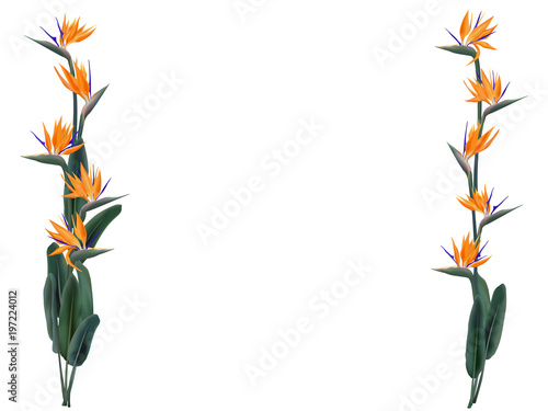Strelitzia reginae vector illustration isolated on white. Green leaves, orange and violet blossom bouquet frame design. South Africa flowering plant also known as crane flower or bird of paradise.