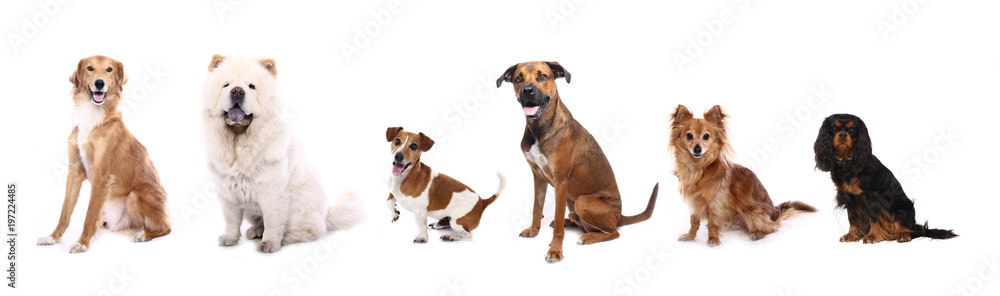 Group of dogs