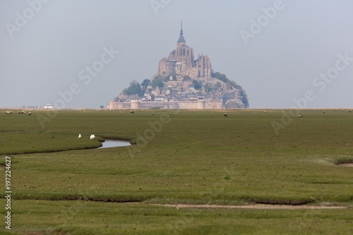 View of famous Mont Saint-Michel abbey in a haze with sheep grazing on fields of fresh green grass on the foreground, Normandy, France