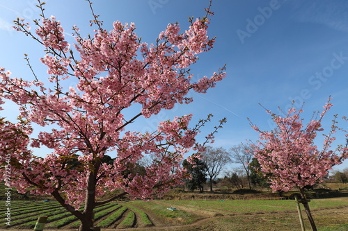馬見丘陵公園の河津桜