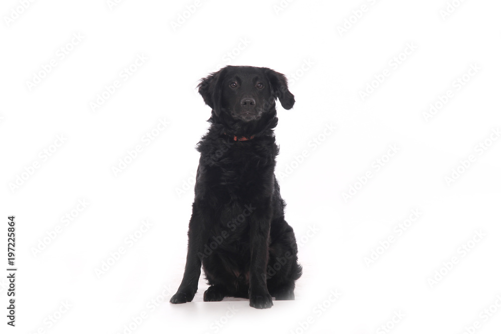 Beautiful dog Beautiful dog