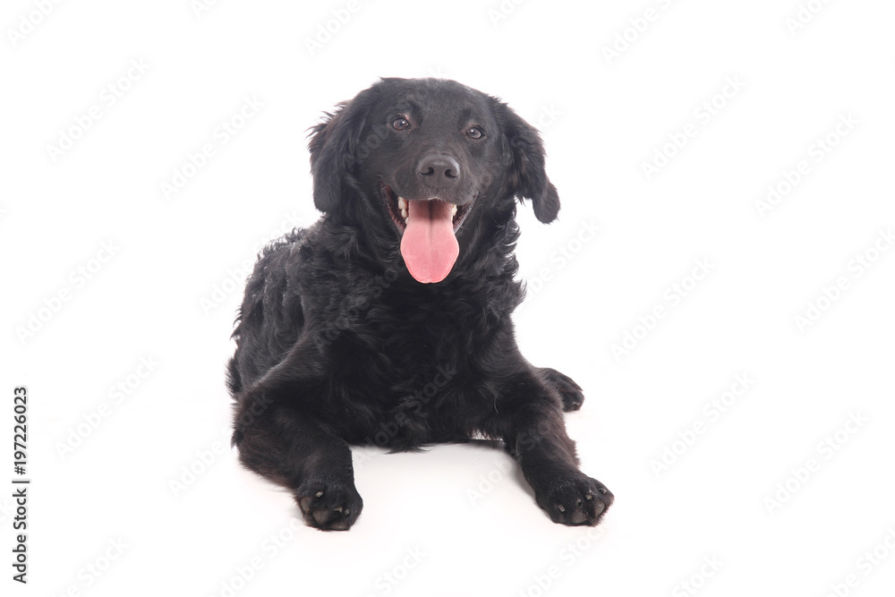 Beautiful dog Beautiful dog