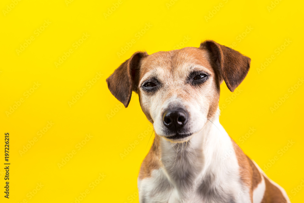 suspiciously screwed up eyes pet on yellow backgriound. Funny dog is watching you. Bright mood photo with lovely pet dog suspiciously screwed up eyes pet on yellow backgriound. Funny dog is watching you. Bright mood photo with lovely pet dog