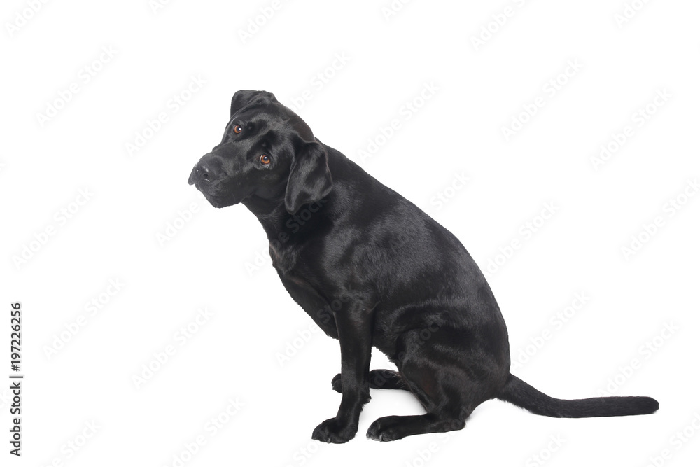Naklejka premium Labrador