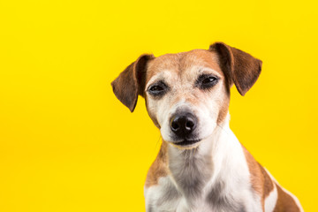 suspiciously screwed up eyes pet on yellow backgriound. Funny dog is watching you. Bright mood photo with lovely pet dog