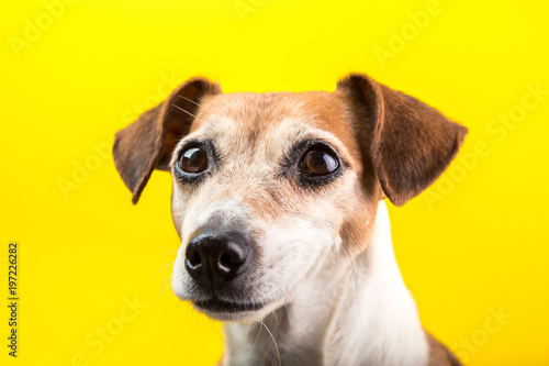 Adorable dog pup portrait on yellow background. Lovely pet face with beautiful eyes. Pet theme