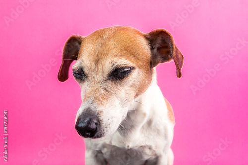 Enjoying the moment. closed eyes, sleepy, brooding dog Jack Russell terrier. Blink with pleasure. Pink background lovely pet muzzle