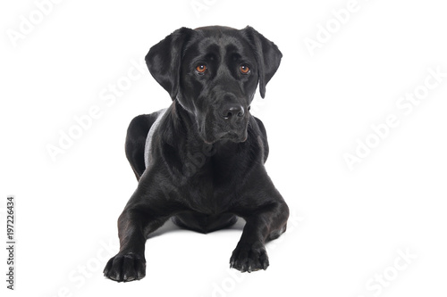 Labrador