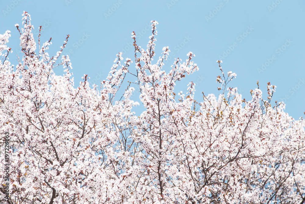 Springtime blossom