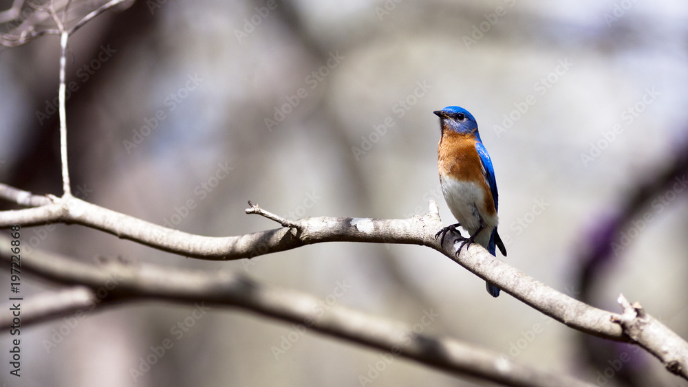 eastern bluebird sitting on a branch eastern bluebird sitting on a branch