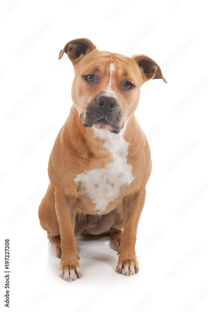 vigilant staffordshire dog isolated