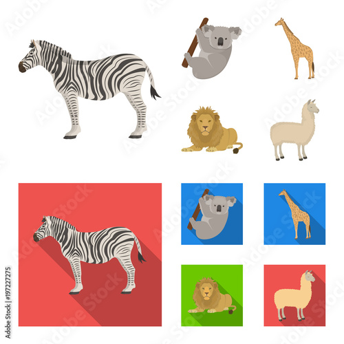 African zebra, animal koala, giraffe, wild predator, lion. Wild animals set collection icons in cartoon,flat style vector symbol stock illustration web. photo