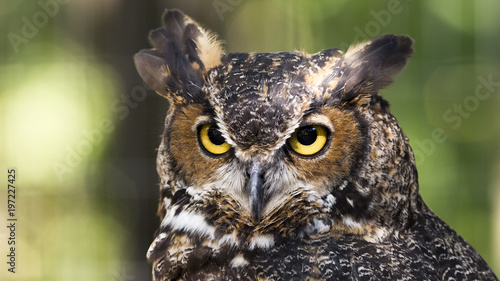 great horned owl © Patrick Rolands