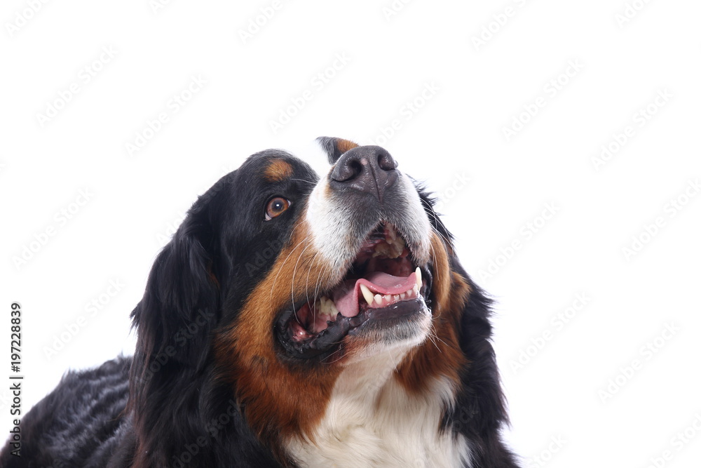 Beautiful dog Beautiful dog