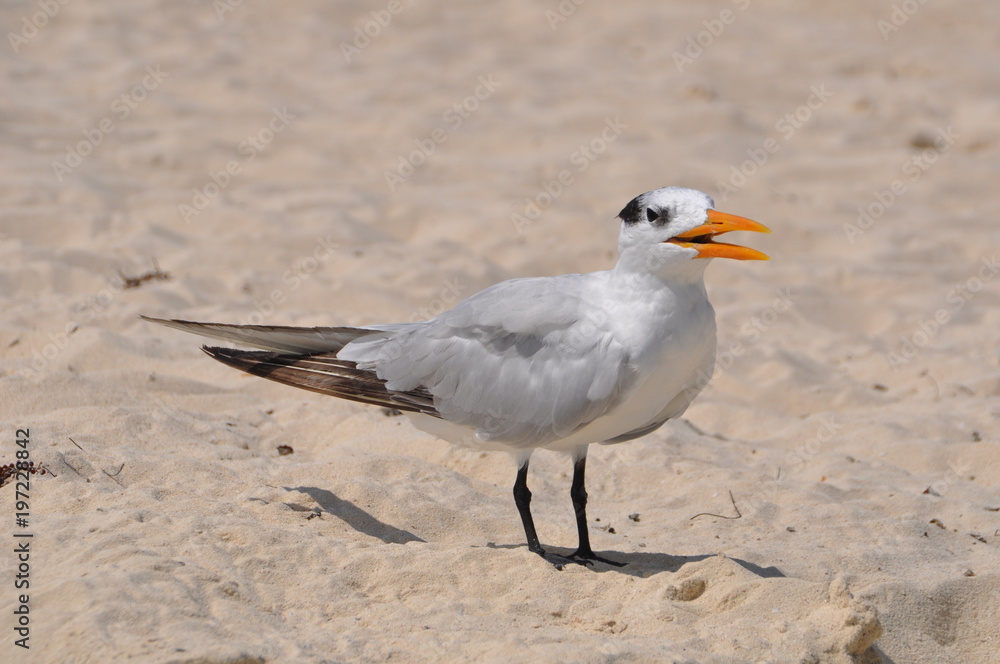 Seagull on the beach. Yucatán, Mexico. Seagull on the beach. Yucatán, Mexico.