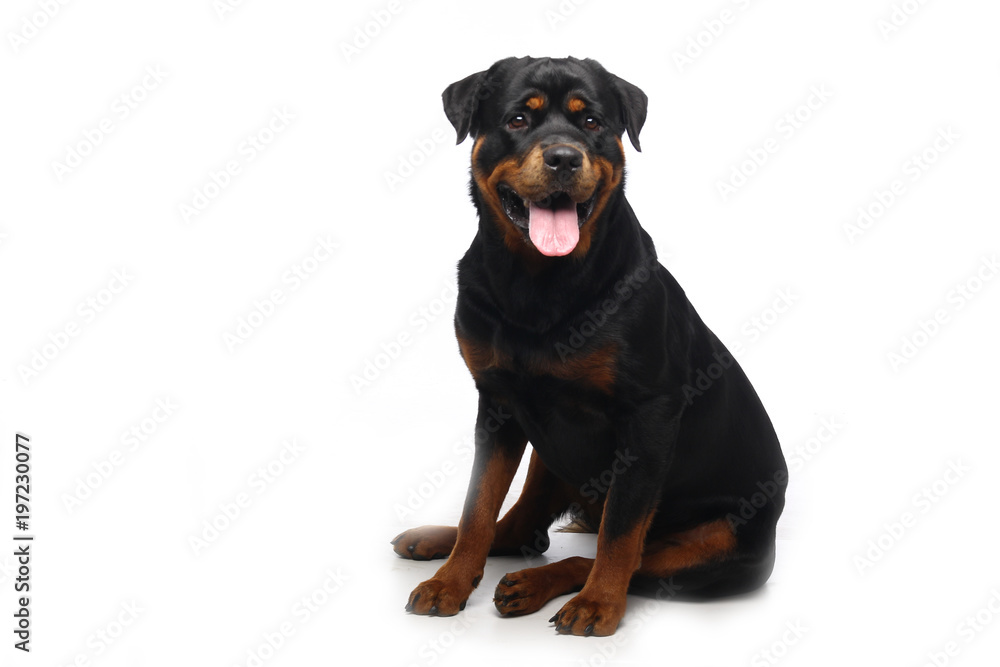 Beautiful dog Beautiful dog