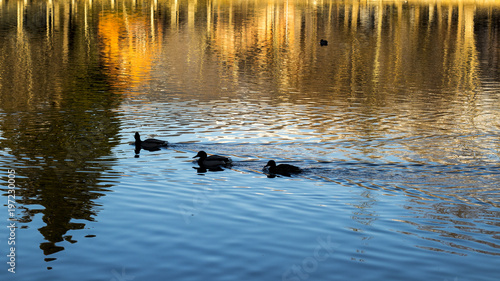 Group of three ducks black silhouette swimming on a quiet lake landscape reflection