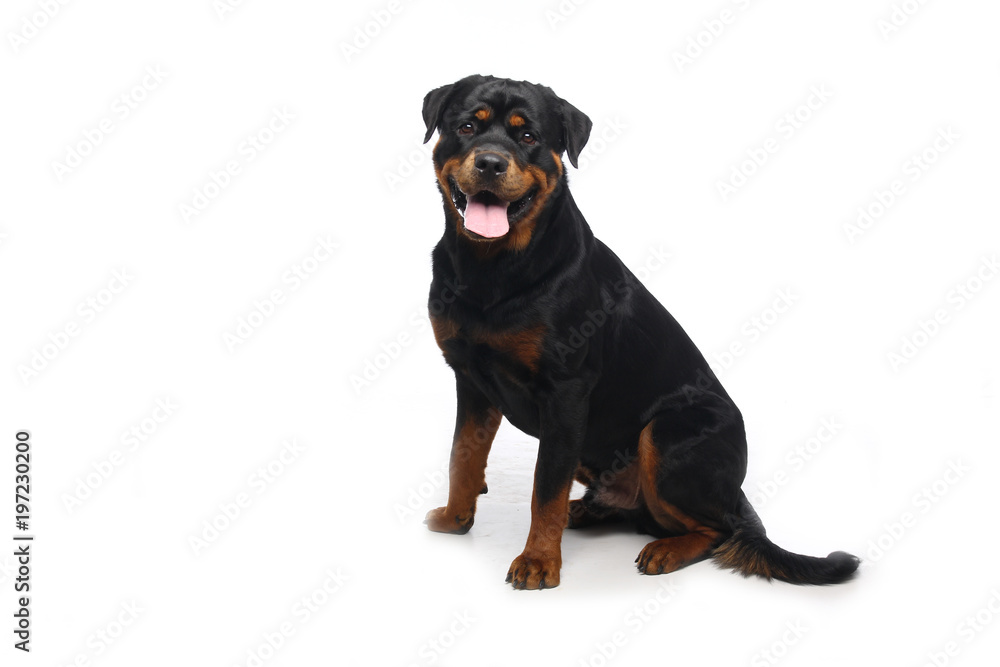 Obraz premium Beautiful dog