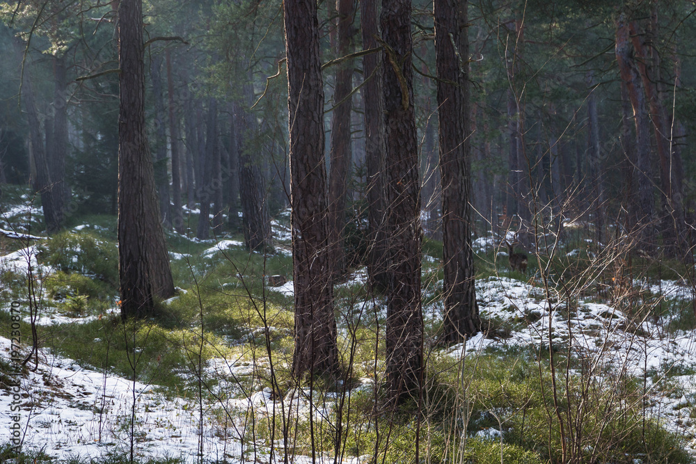 Fototapeta premium Sonnenstrahlen im Winterwald