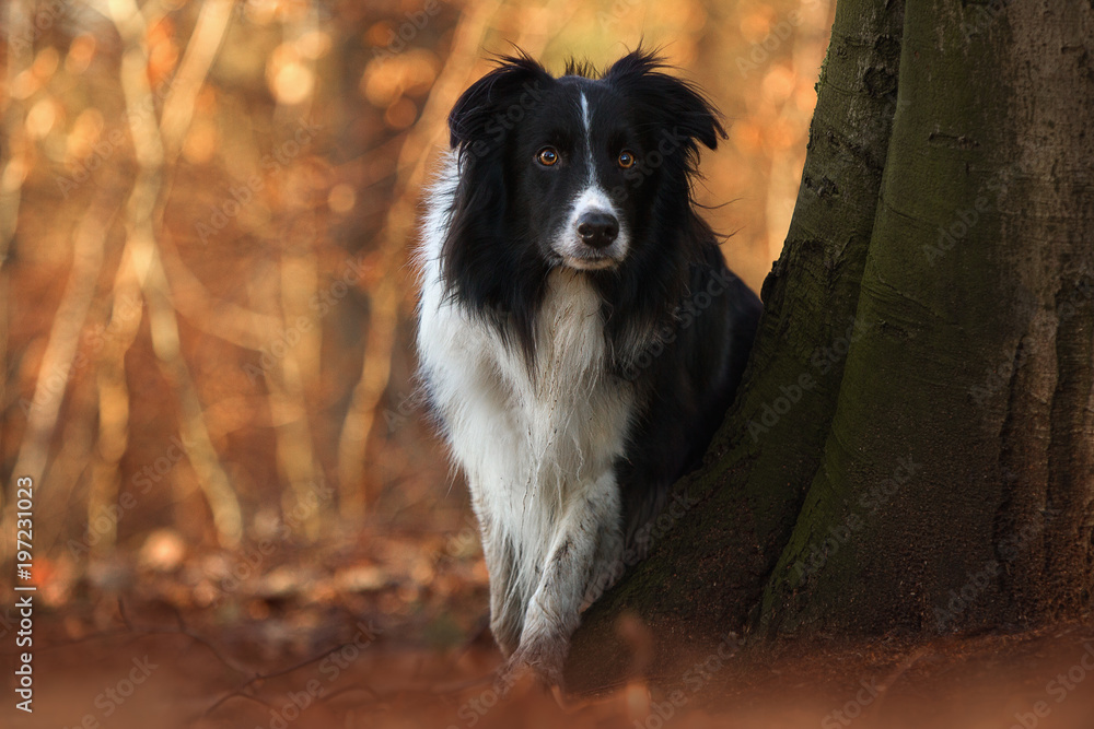 Fototapeta premium Border Collie