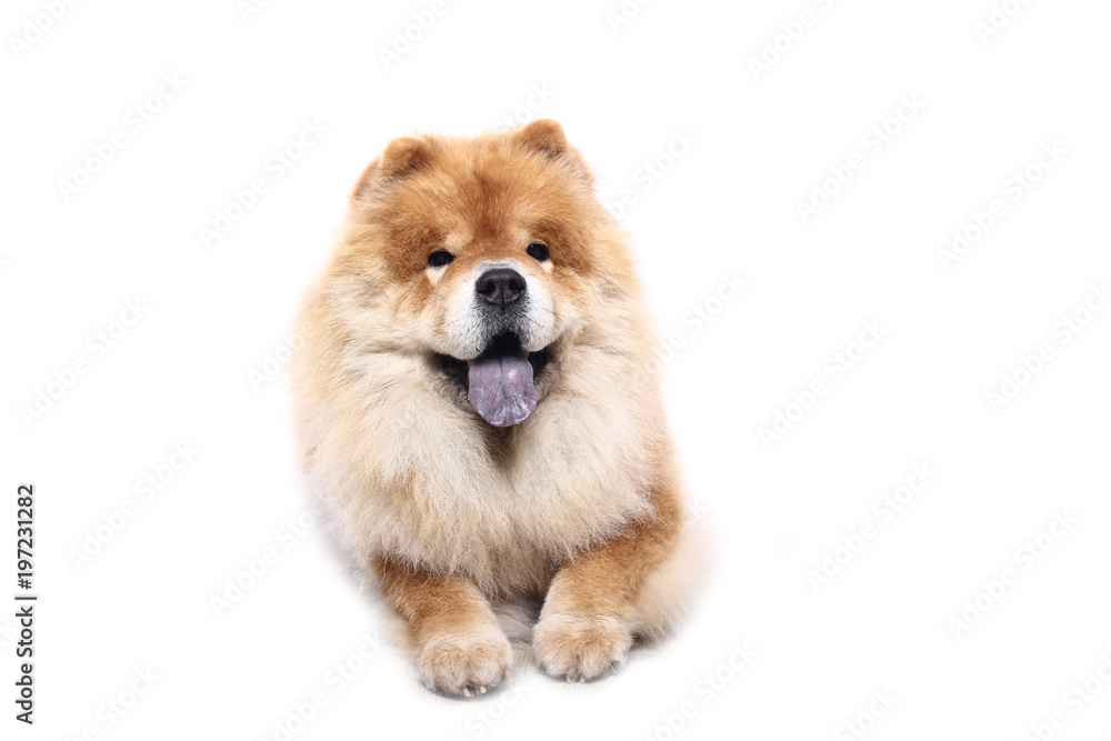 Beautiful dog Beautiful dog
