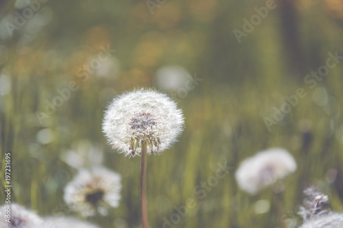 Dandelion