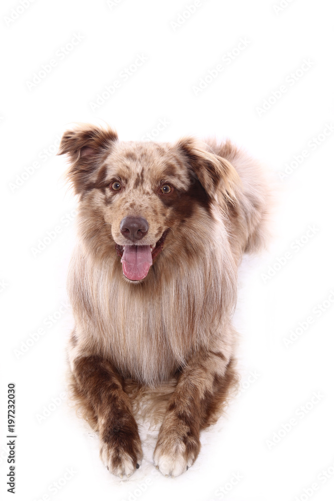 Fototapeta premium Beautiful dog