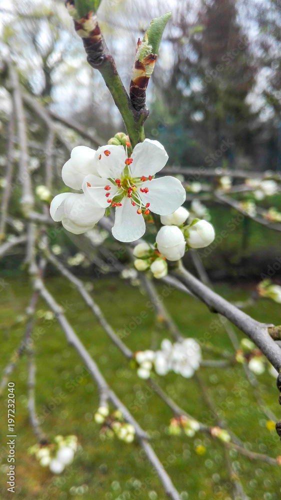 Fleur d'arbre fruitier dans un jardin Fleur d'arbre fruitier dans un jardin