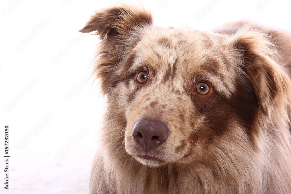 Fototapeta premium Beautiful dog