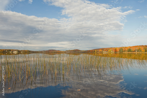 fall colors grass in a lake  