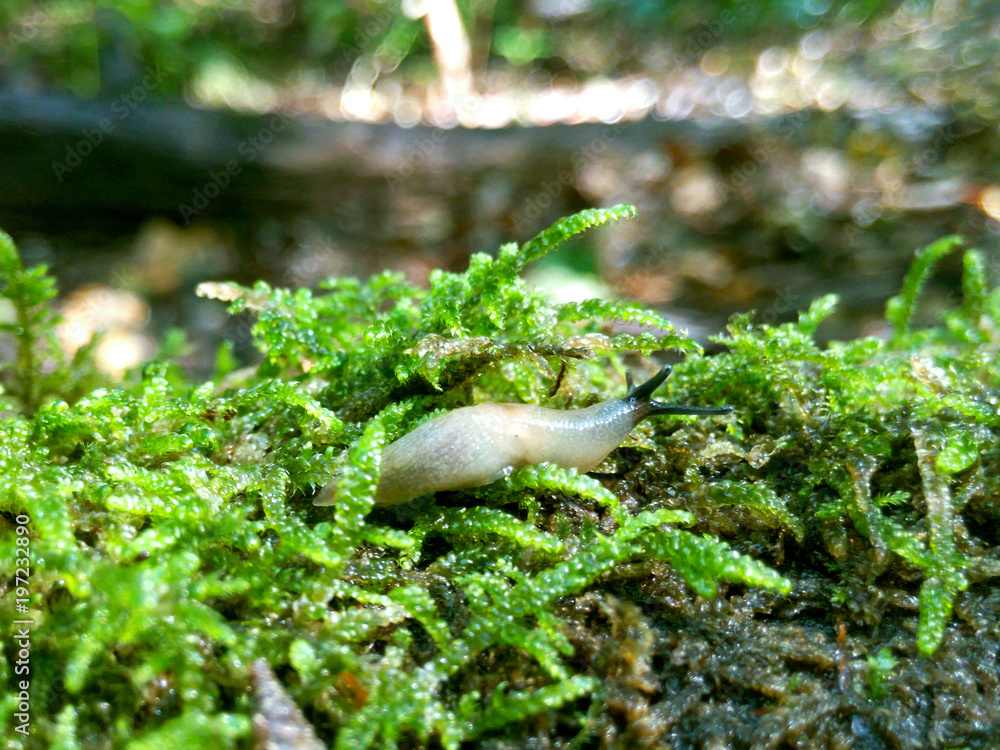 Slug macro photo in the grass in the forest close-up blurred background