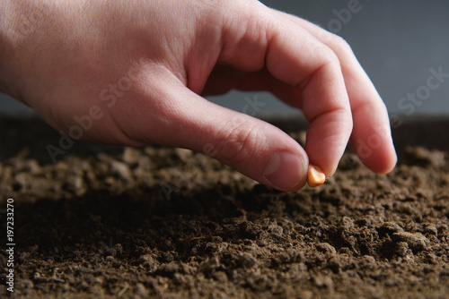 Male hand farmer planting seeds close up.