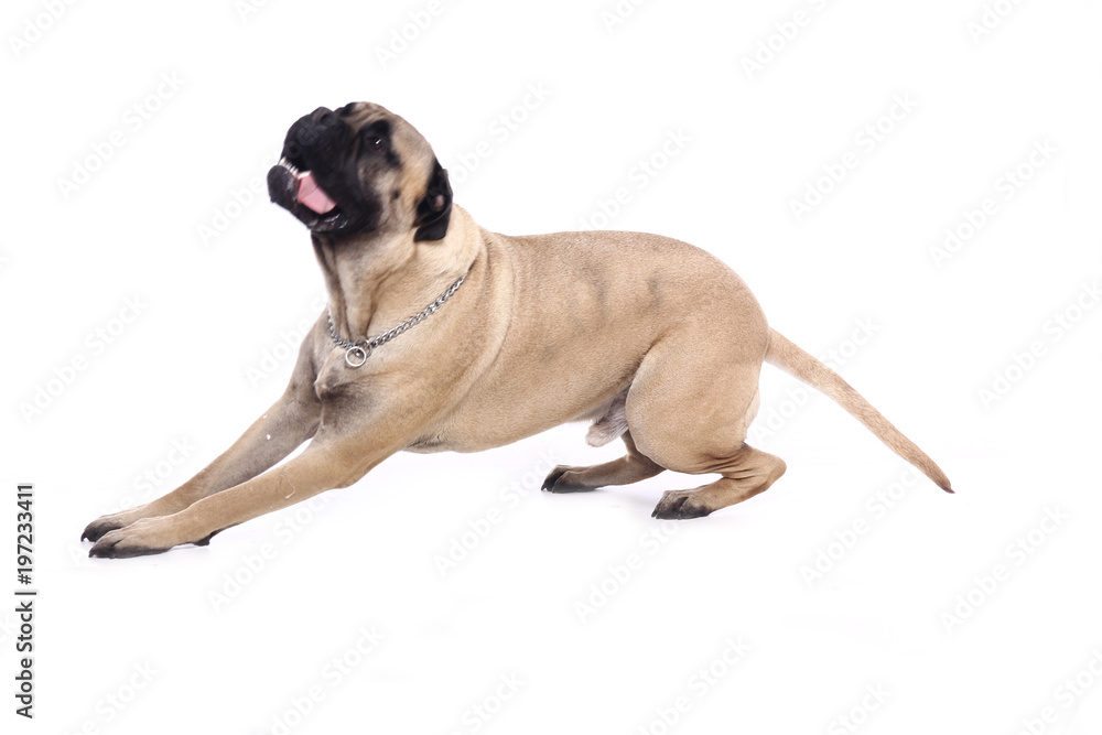 Obraz premium Beautiful dog