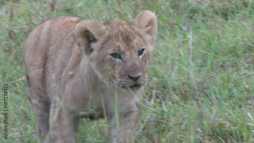 A lion cub approaches the camera at close range A lion cub approaches the camera at close range