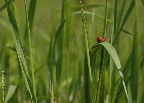 Alone red ladybird in grass