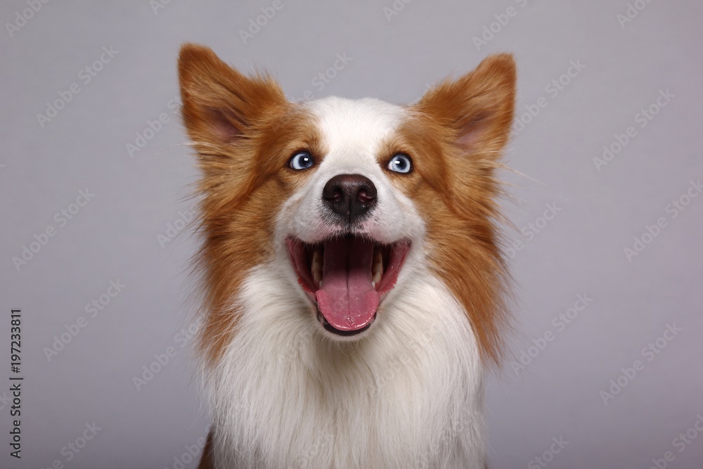 Beautiful dog Beautiful dog