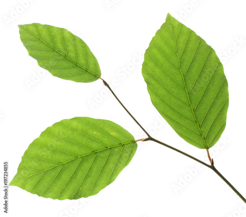 Beech leaves isolated on white background, Germany