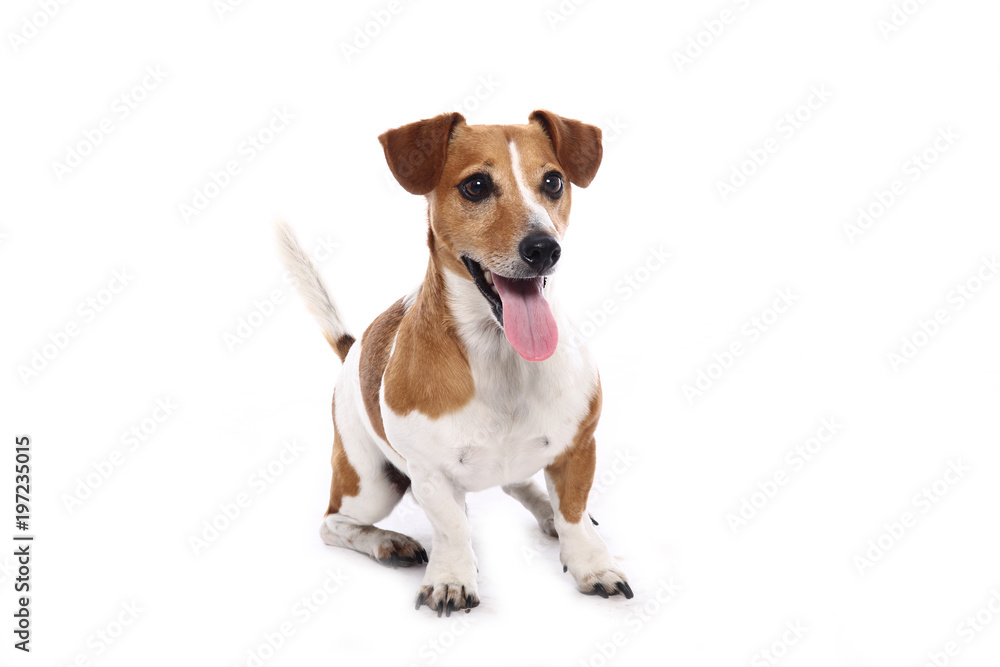 Jack Russel