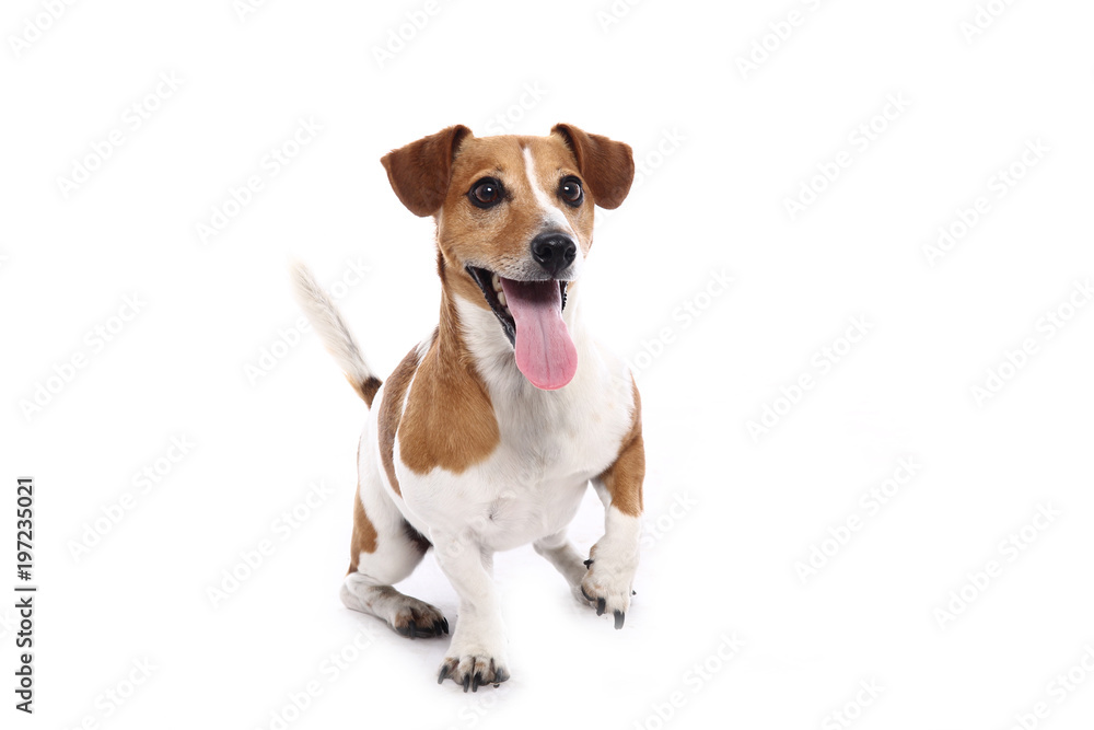 Jack Russel