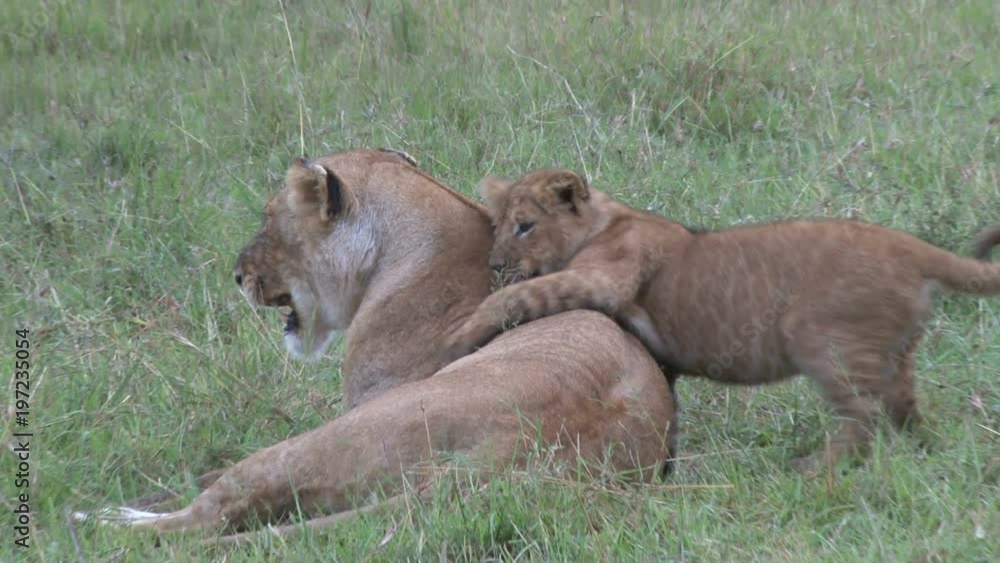A lion cub plays with the mother until the mother pushes away. A lion cub plays with the mother until the mother pushes away.