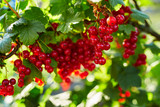 Branch of red currants, close up