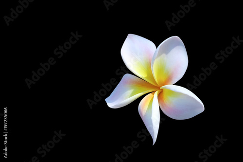 White beautiful Frangipani flower on black background with clipping path. In SouthEast Asia it is a sign of sad, loose or death and unpopular to plant near the people's house.