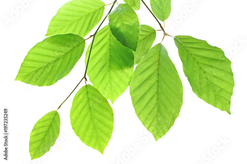 Wonderful Beech leaves isolated on white background.