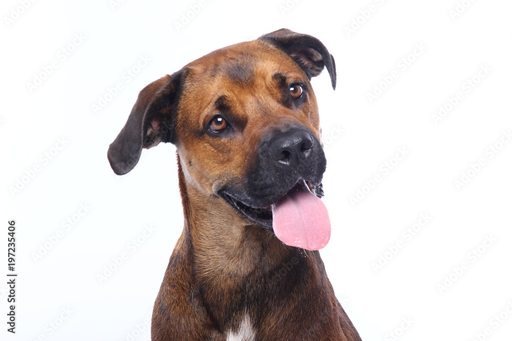 Fototapeta premium Beautiful dog