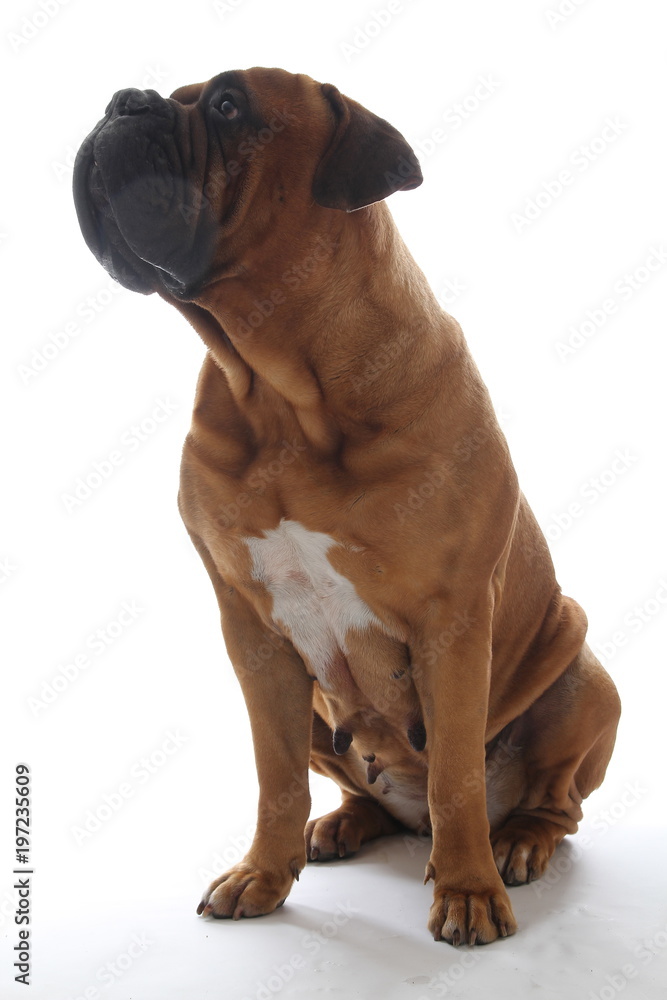 Obraz premium Beautiful dog